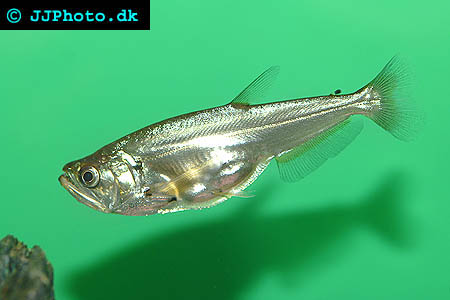 Sabeltandad tetra