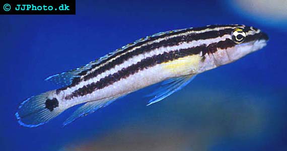 Julidochromis ornatus
