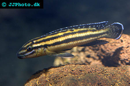 Julidochromis regani