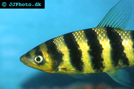 leporinus fasciatus 
