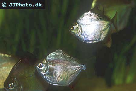 Metynnis hypsauchen - Skivtetra