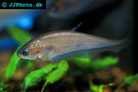Notopterus notopterus picture
