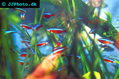 Kardinal Tetra Paracheirodon axelrodi