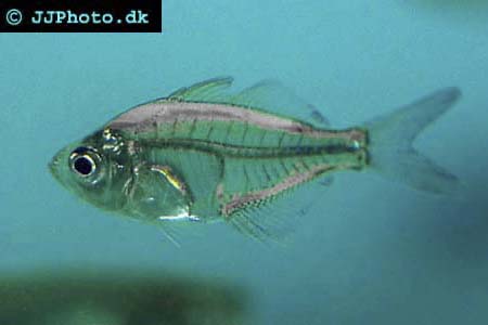 Glasfisk