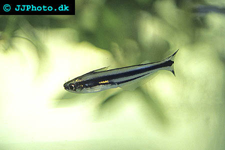Pareutropius buffei