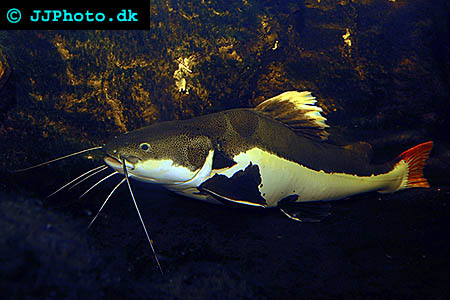 Red Tailed Catfish