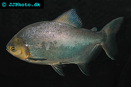 Silverpaku