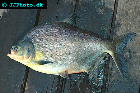 Silverpaku - Piaractus brachypomus picture