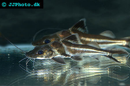 Pimelodus ornatus