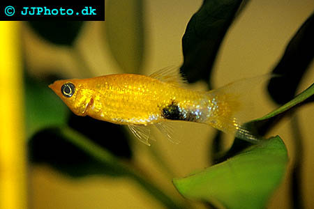 Segelfens Molly