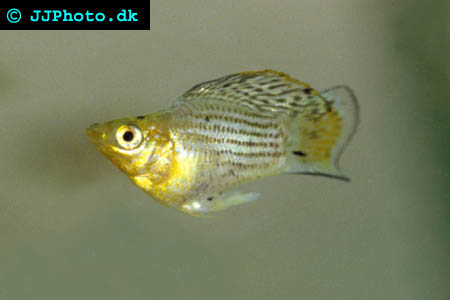 Ytterligare en Segelfens Molly hane