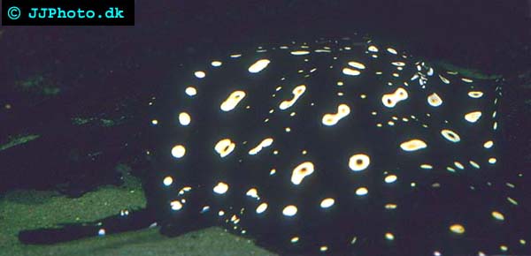 Potamotrygon leopoldi