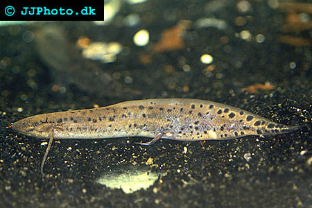 Afrikansk lungfisk