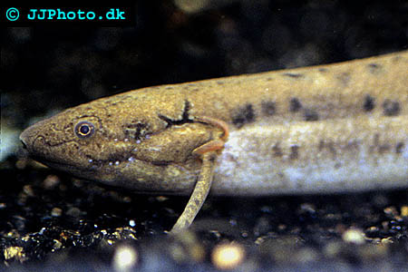 Protopterus annectens annectens - Afrikansk lungfisk