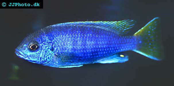Pseudotropheus acei