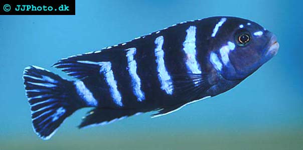 Demasoni Ciklid - Pseudotropheus demasoni bild