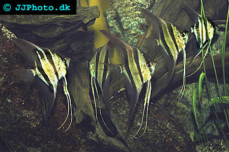 Altumskalar