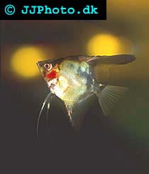 röd scalar