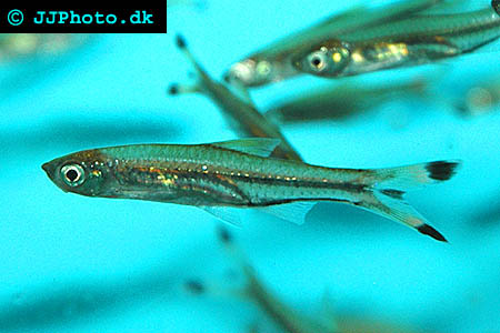 Saxfisk - Rasbora trilineata picture