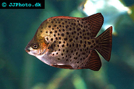 Scat - Scatophagus argus