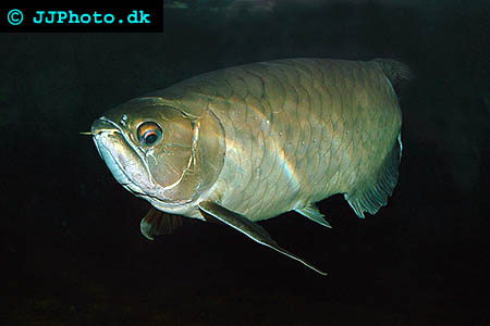 Asiatisk arowana - Scleropages formosus picture