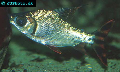 Semaprochilodus taeniurus