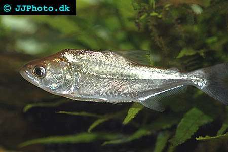Serrasalmus elongatus