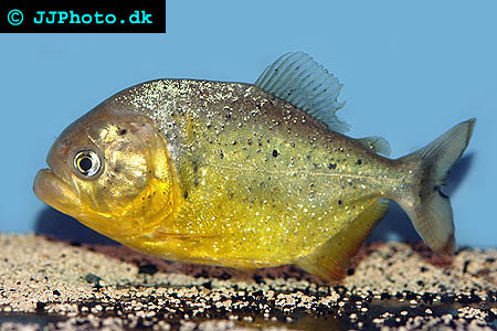 Serrasalmus ternetzi piraya
