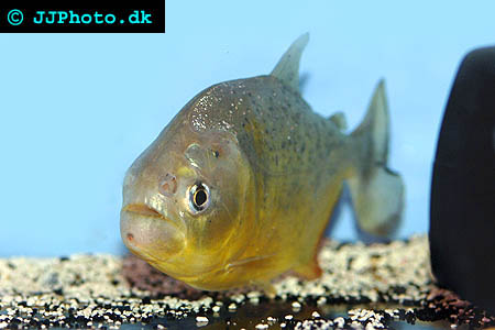 Serrasalmus ternetzii
