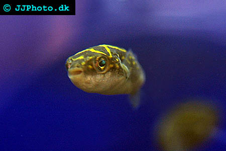 Tetraodon biocellatus 