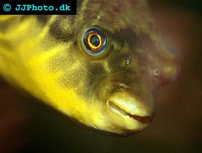 Nil Fahaka kulfisk - Tetraodon lineatus picture