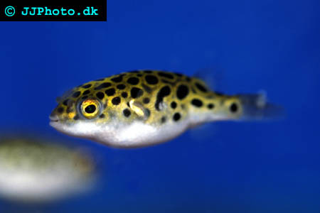 Grön kulfisk