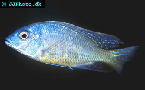 Tramitichromis intermedius
