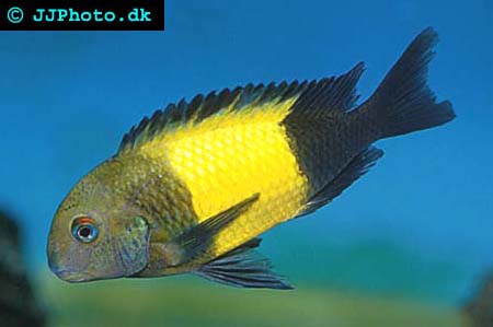 Munruvande tanganyikaciklidertropheus sp black ikola