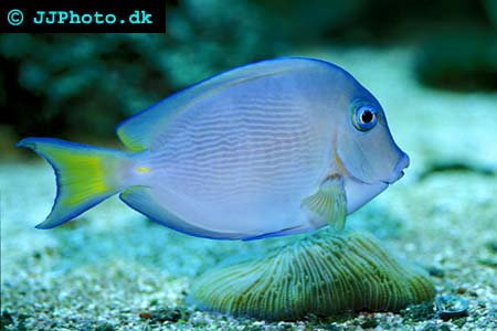 Acanthurus coeruleus, Blå kirurgfisk