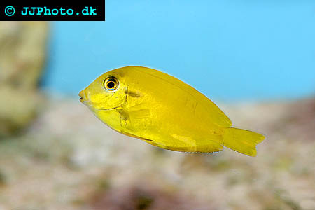 Acanthurus pyroferus, Choklad kirurgfisk