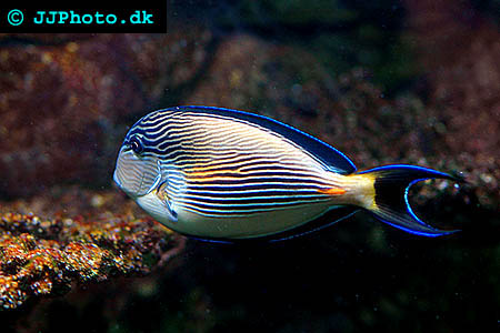 Sohal kirurgfisk - Acanthurus sohal