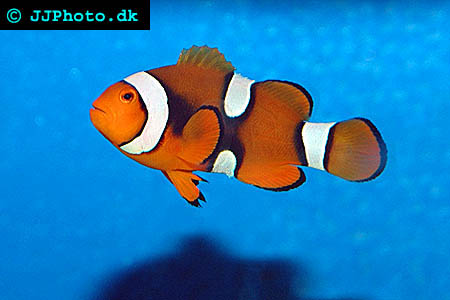 percula clownfisk