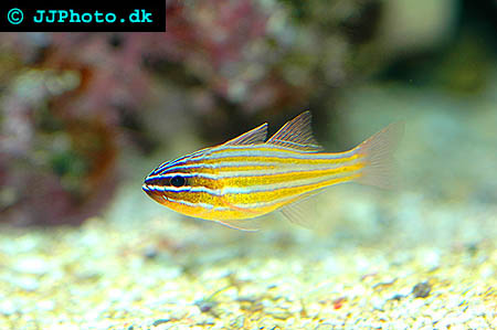 Apogon cyanosoma, Gullinje kardinalfisk