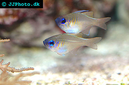 Threadfin cardinalfish bild