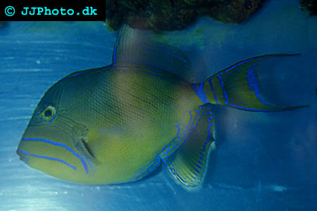 Balistes vetula, Drottnings tryckare foto