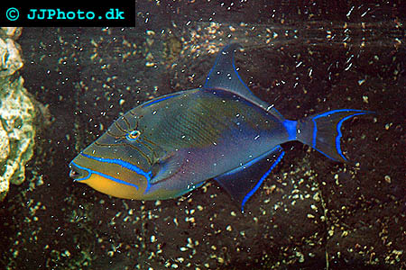 Drottnings tryckare bild