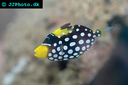 Balistoides conspicillum,Klown tryckare