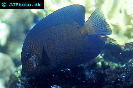 Gul kirurgfisk bild