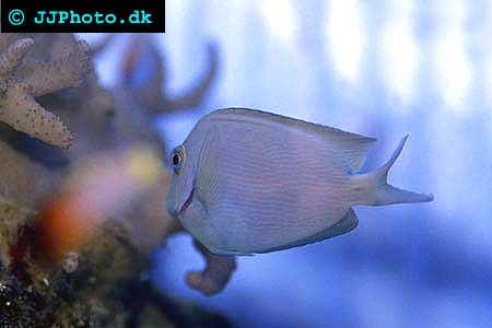 Brunsträckad kirurgfisk