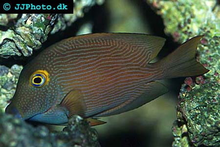 Fläckig kirurgfisk bild
