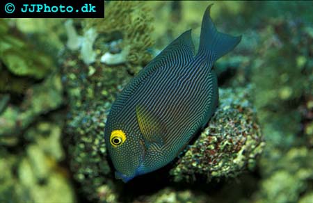 Ctenochaetus strigosus, Fläckig kirurgfisk