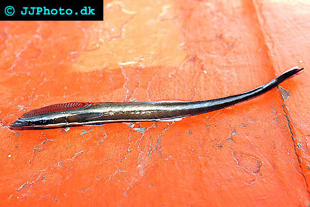 Echeneis naucrates,Hajsugfisk