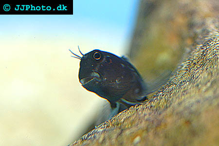 bild av Tvåfärgad blennid (Ecsenius bicolor)