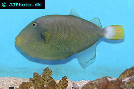 Rosastjärtad tryckare